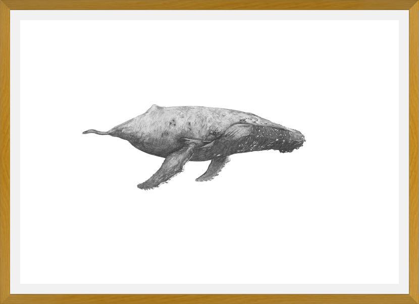 Cuadro Ballena Jorobada Chilena 2