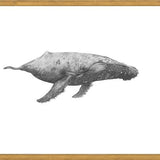 Cuadro Ballena Jorobada Chilena 2