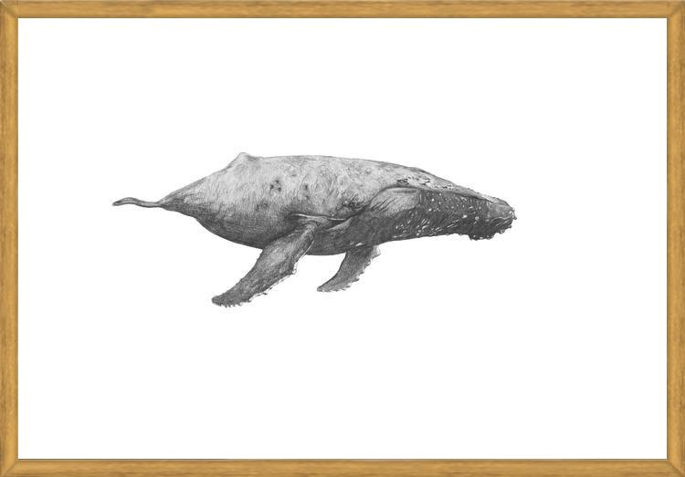 Cuadro Ballena Jorobada Chilena 2