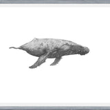 Cuadro Ballena Jorobada Chilena 2