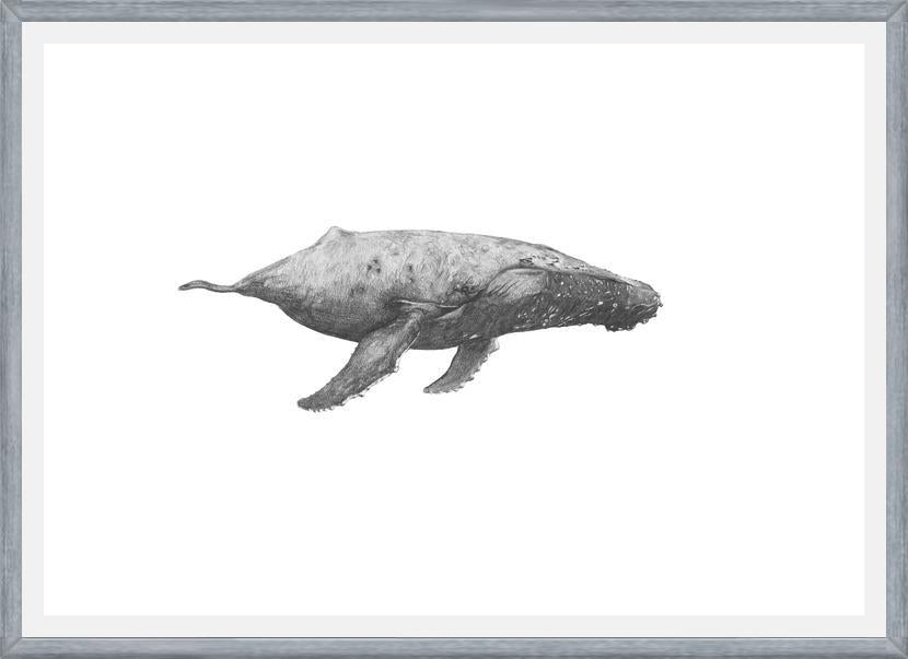 Cuadro Ballena Jorobada Chilena 2