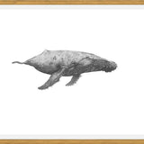 Cuadro Ballena Jorobada Chilena 2