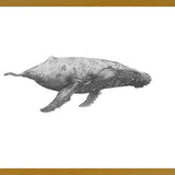 Cuadro Ballena Jorobada Chilena 2