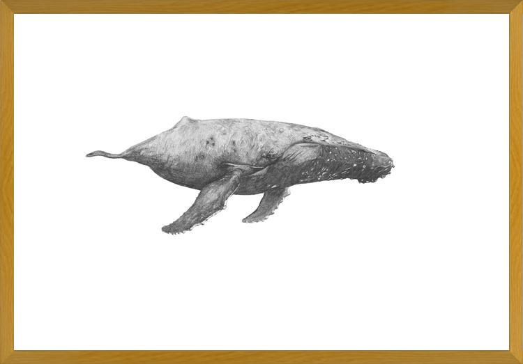 Cuadro Ballena Jorobada Chilena 2