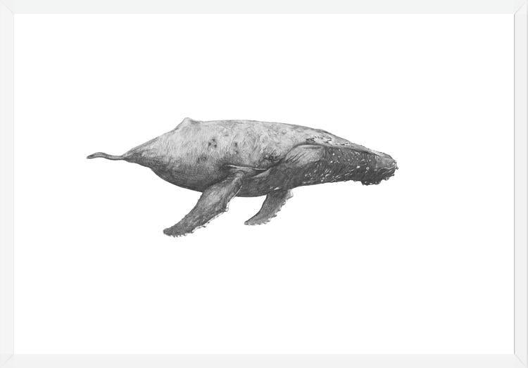 Cuadro Ballena Jorobada Chilena 2