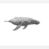 Cuadro Ballena Jorobada Chilena 2