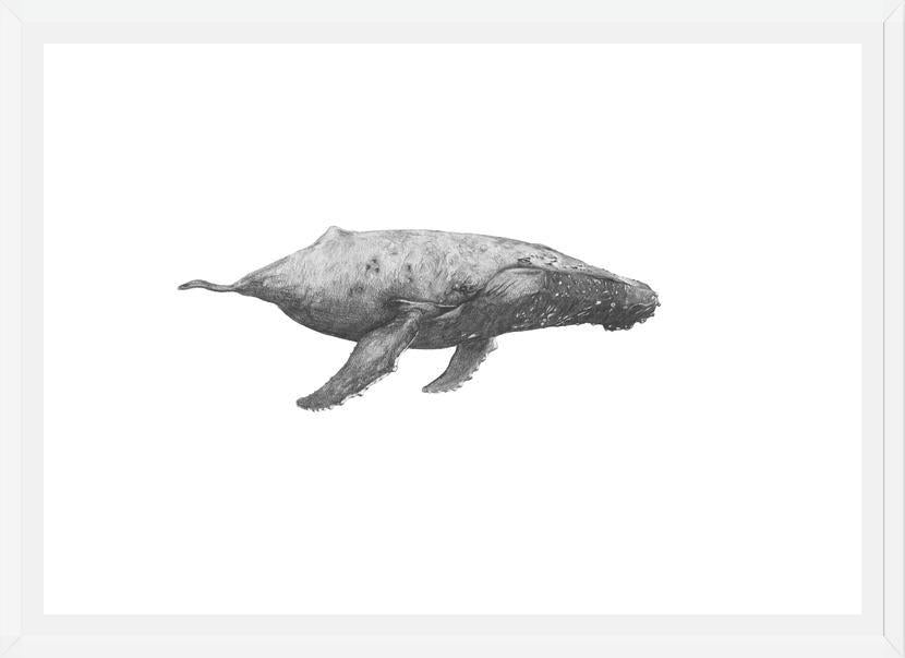 Cuadro Ballena Jorobada Chilena 2
