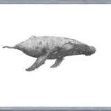 Cuadro Ballena Jorobada Chilena 2