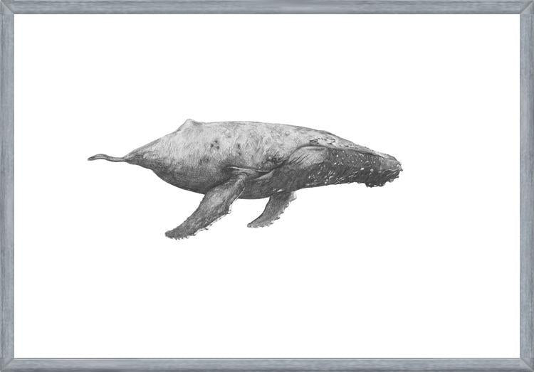 Cuadro Ballena Jorobada Chilena 2