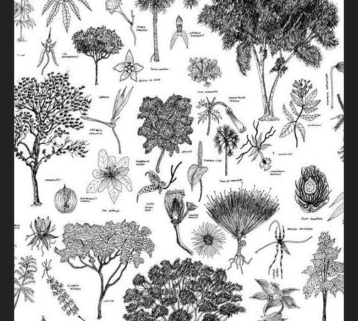 Cuadro Flora Endémica de Venezuela