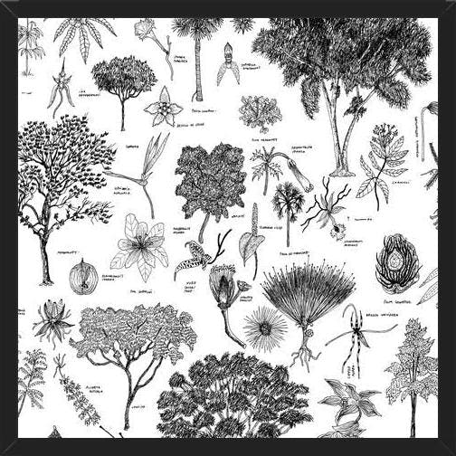 Cuadro Flora Endémica de Venezuela