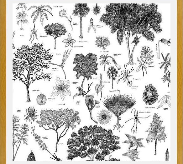 Cuadro Flora Endémica de Venezuela