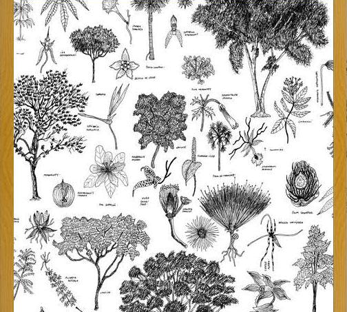 Cuadro Flora Endémica de Venezuela