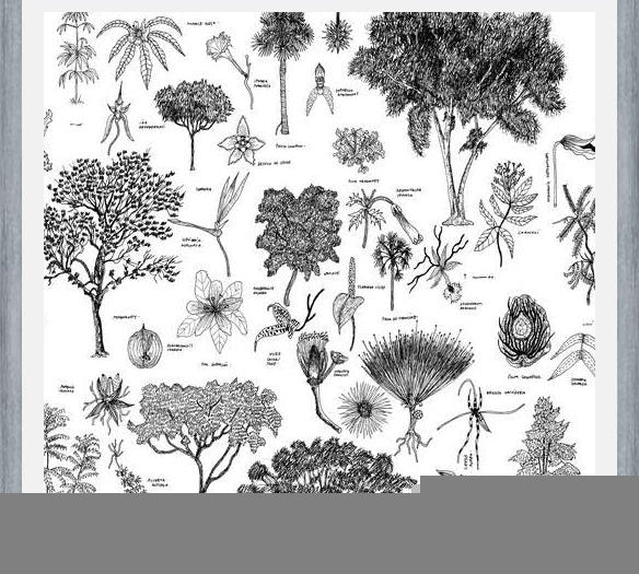 Cuadro Flora Endémica de Venezuela