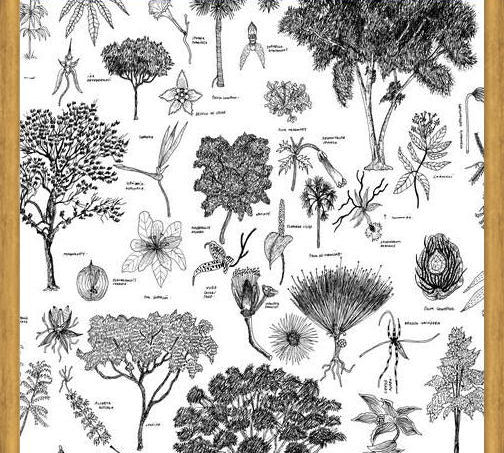 Cuadro Flora Endémica de Venezuela