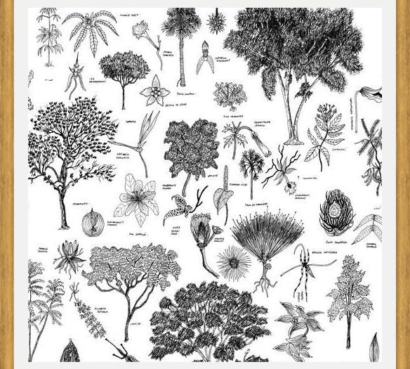 Cuadro Flora Endémica de Venezuela