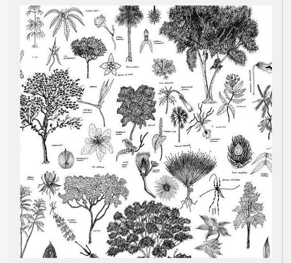 Cuadro Flora Endémica de Venezuela