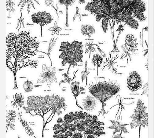 Cuadro Flora Endémica de Venezuela