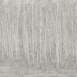 Papel Mural Betula