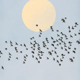 Canvas El Vuelo