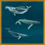Cuadro Ballena Jorobada, Ballena Azul y Ballena Minke