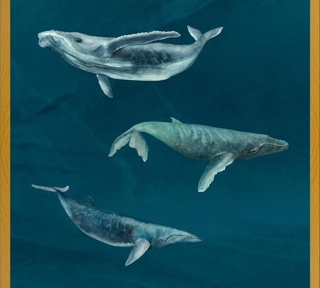 Cuadro Ballena Jorobada, Ballena Azul y Ballena Minke