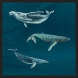 Cuadro Ballena Jorobada, Ballena Azul y Ballena Minke