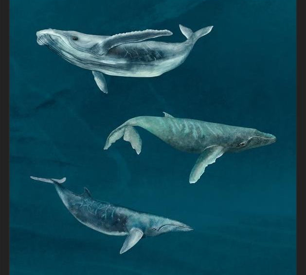 Cuadro Ballena Jorobada, Ballena Azul y Ballena Minke
