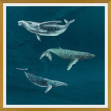 Cuadro Ballena Jorobada, Ballena Azul y Ballena Minke