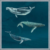 Cuadro Ballena Jorobada, Ballena Azul y Ballena Minke