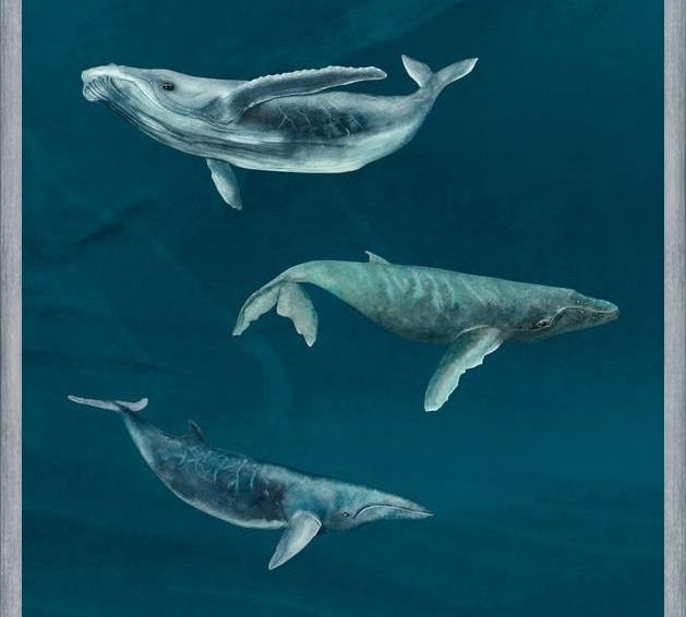 Cuadro Ballena Jorobada, Ballena Azul y Ballena Minke
