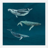 Cuadro Ballena Jorobada, Ballena Azul y Ballena Minke