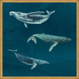 Cuadro Ballena Jorobada, Ballena Azul y Ballena Minke