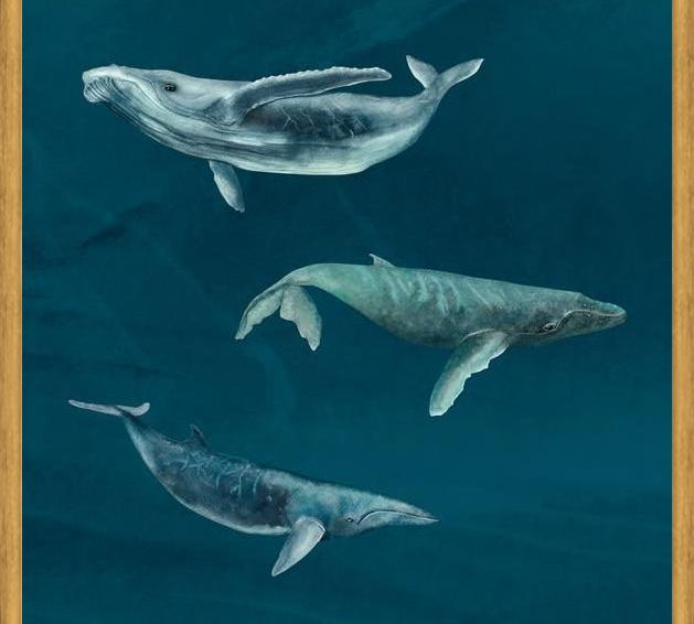 Cuadro Ballena Jorobada, Ballena Azul y Ballena Minke