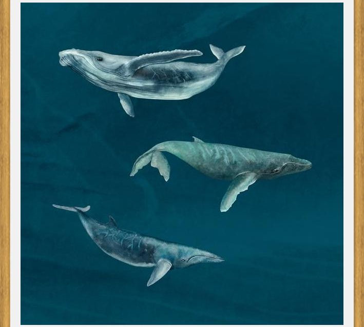 Cuadro Ballena Jorobada, Ballena Azul y Ballena Minke