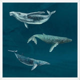 Cuadro Ballena Jorobada, Ballena Azul y Ballena Minke
