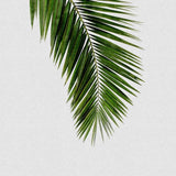 Canvas Palm Leaf I