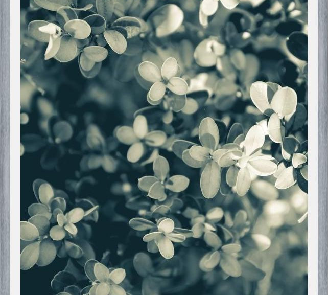 Cuadro Hojas - Soft Green