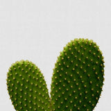 Canvas Heart Cactus