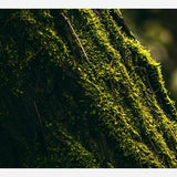 Cuadro micro flora