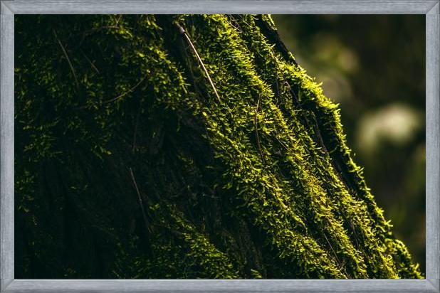 Cuadro micro flora