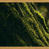 Cuadro micro flora