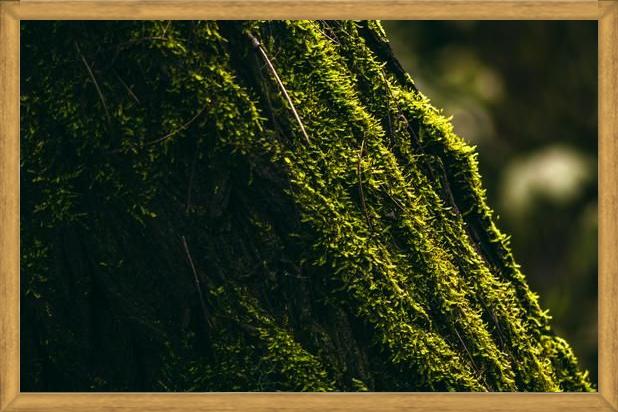 Cuadro micro flora
