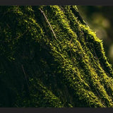 Cuadro micro flora