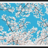 Cuadro White Blossom