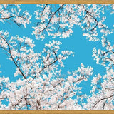 Cuadro White Blossom
