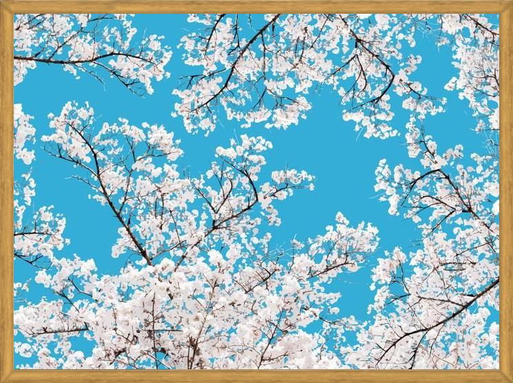 Cuadro White Blossom