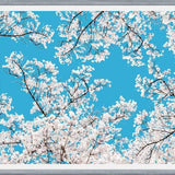 Cuadro White Blossom