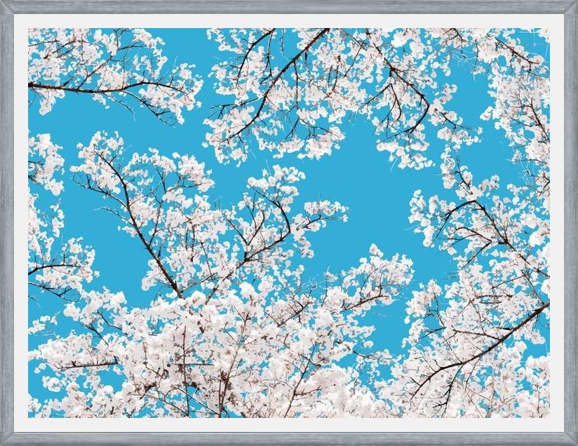 Cuadro White Blossom