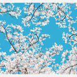 Cuadro White Blossom